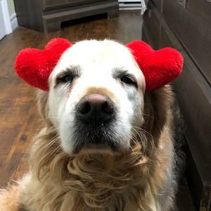 Meet your Posher, Dara